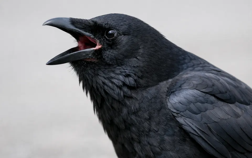Close-up visual clues that help distinguish crow calls meaning