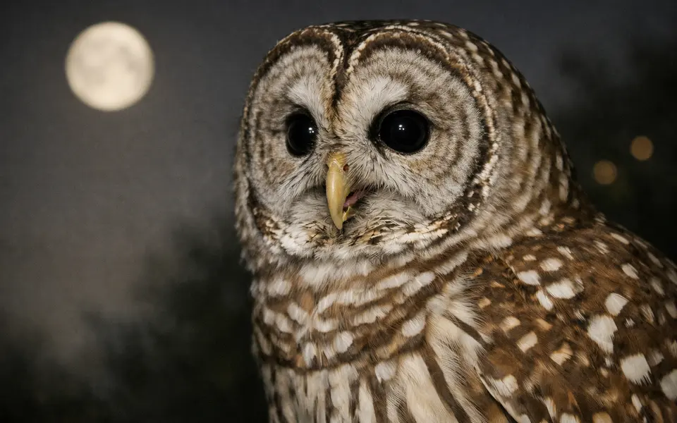 Close-up visual clues that help distinguish owl calls at night