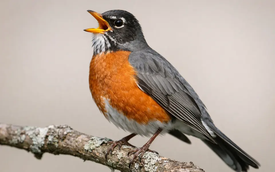 Close-up visual clues that help distinguish robin song