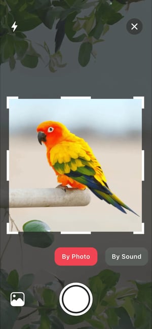 Taking a photo or recording a bird call